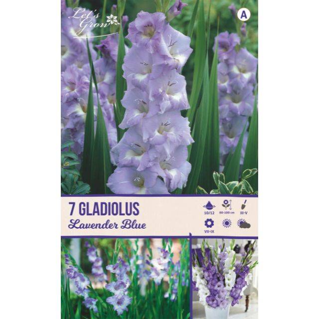 Glaïeuls Lavender Blue