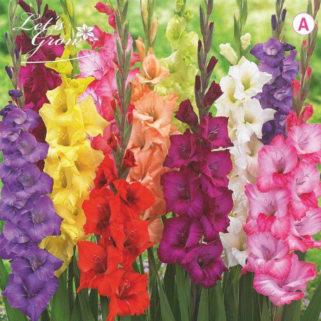 Glaïeuls à grandes fleurs en mélange