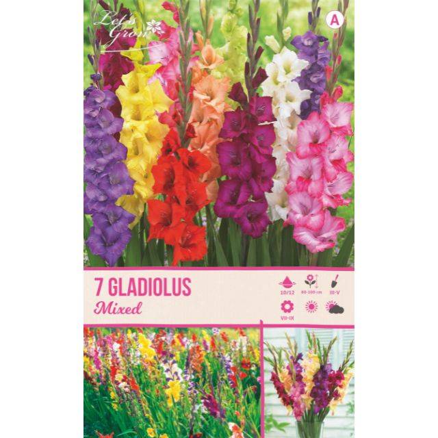 Glaïeuls à grandes fleurs en mélange