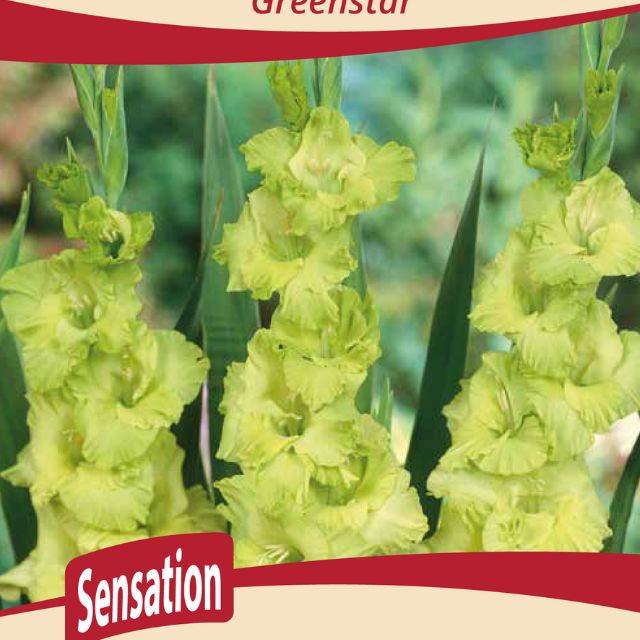 Glaïeuls à grandes fleurs Green Star 