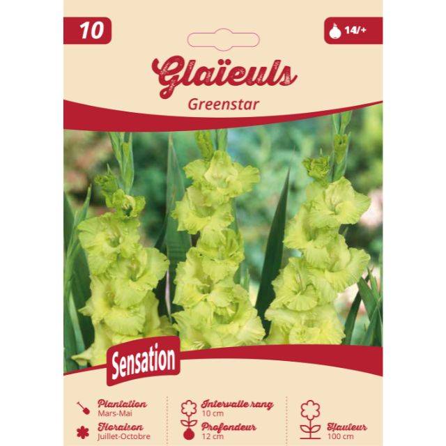 Glaïeuls à grandes fleurs Green Star 