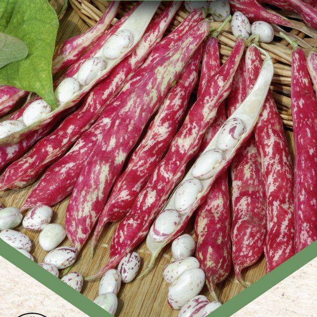 Haricot nain à écosser Flambo Coco Rouge