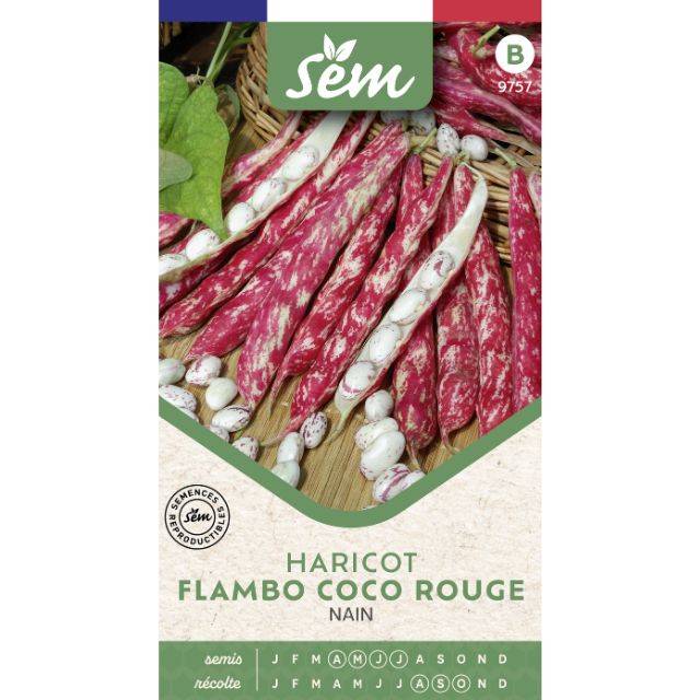 Haricot nain à écosser Flambo Coco Rouge