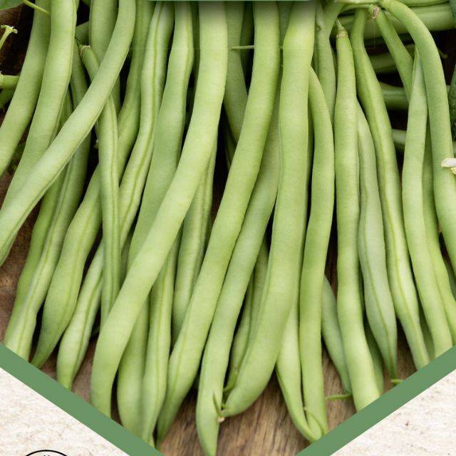 Haricot mangetout nain à filet Argus