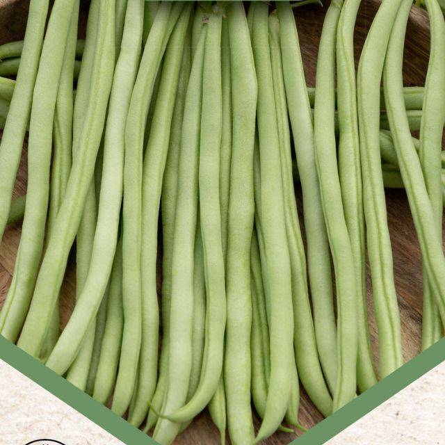 Haricot nain mangetout sans fil Oxinel