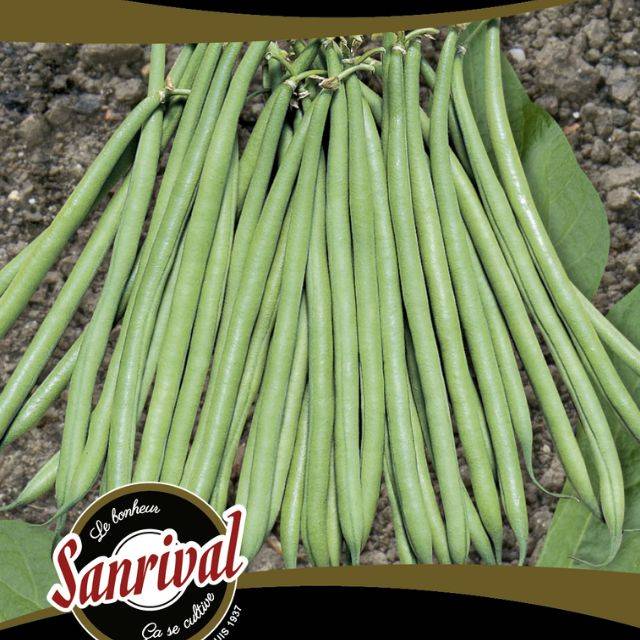 Haricot nain à filet sans fil Galion