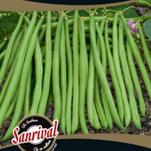 Haricot nain à filet sans fil Pongo