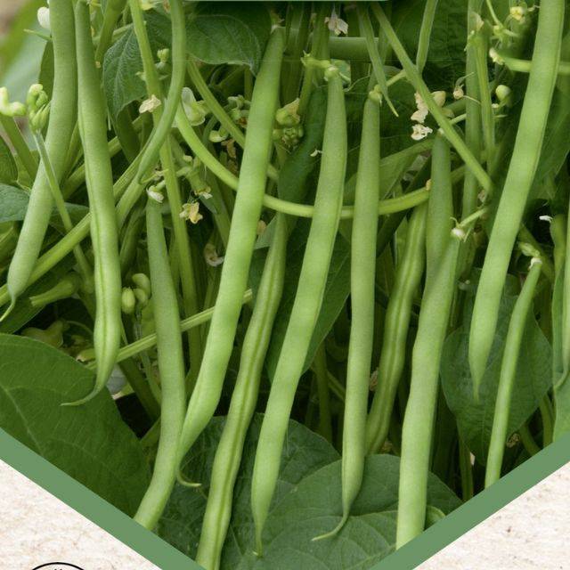 Haricot nain à filet Sancoucy