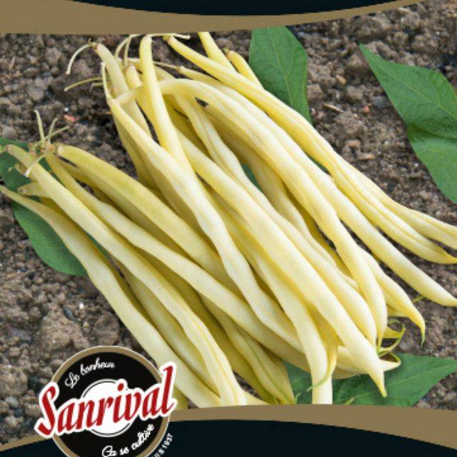 Haricot nain beurre Stentor