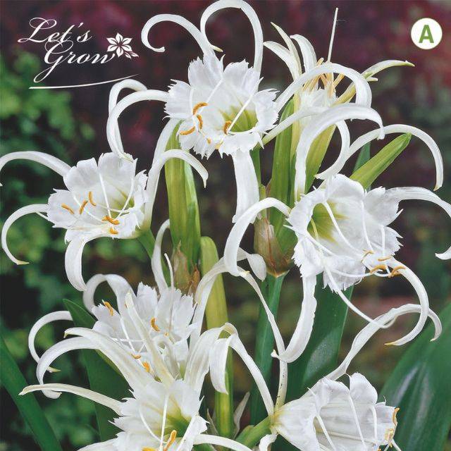 Hymenocallis (Ismene festalis)
