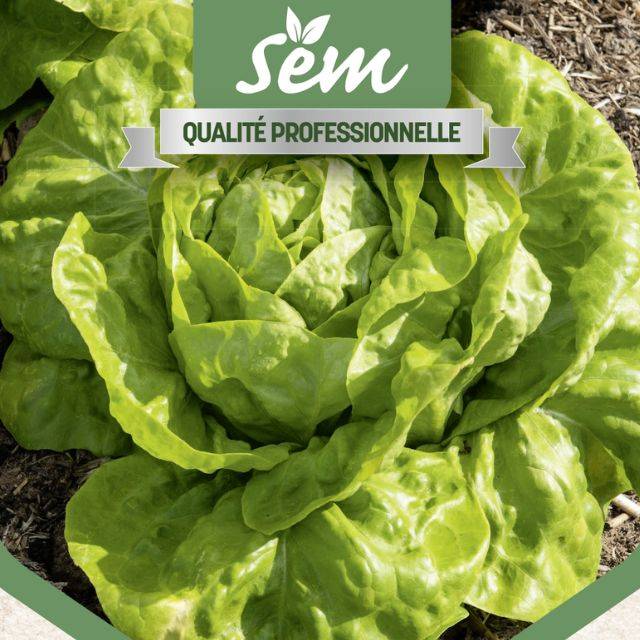 Laitue pommée Sagess - gros plan