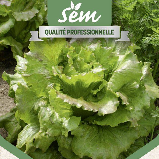 Laitue Rossia - gros plan
