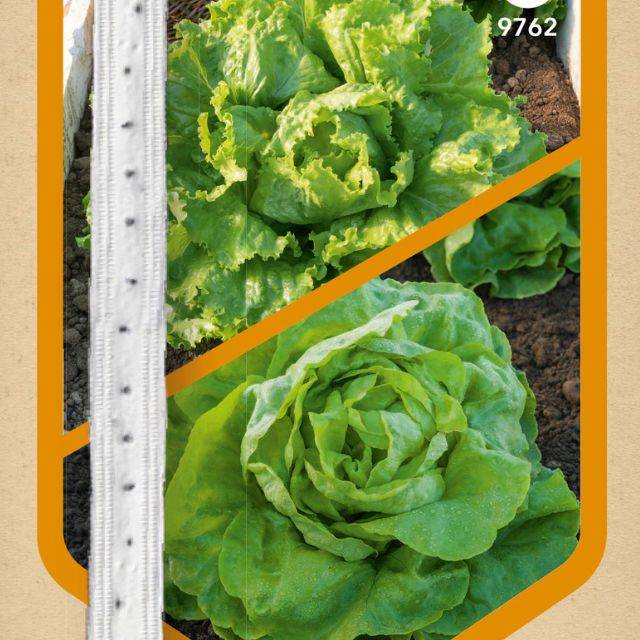 Laitue Batavia Blonde de Paris et Pommée Appia en rubans