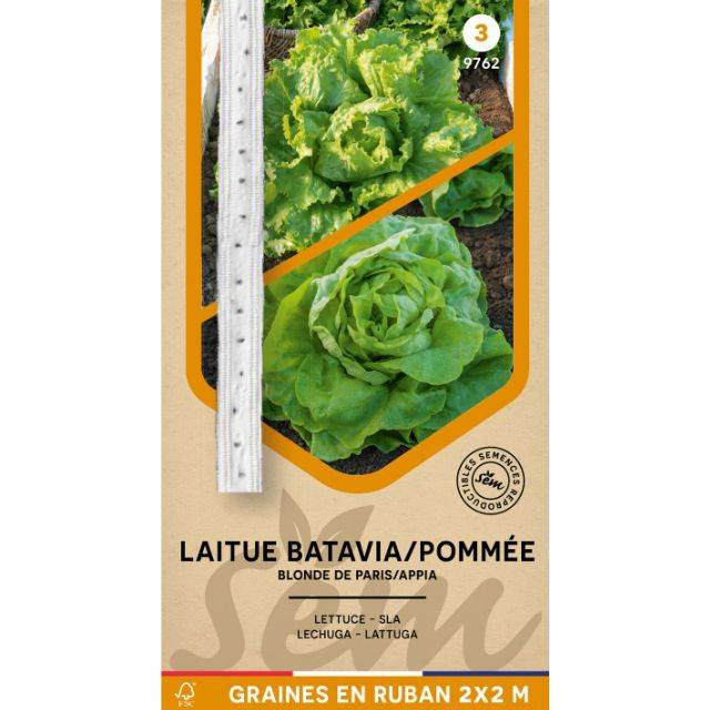 Laitue Batavia Blonde de Paris et Pommée Appia en rubans