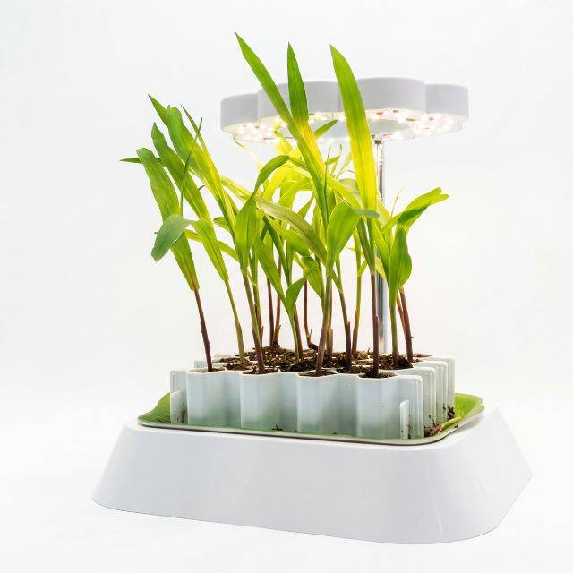 Lampe LED pour base kit germination