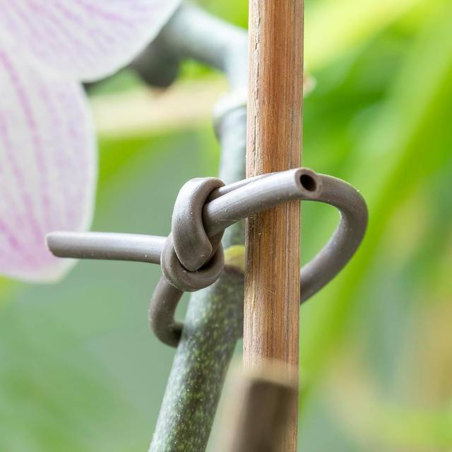 Lien souple pour le tuteurage des végétaux