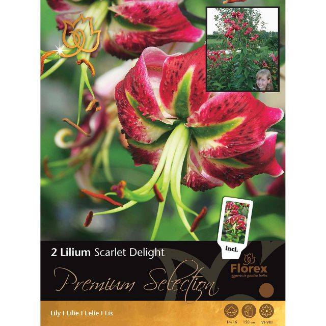 Lis (Lilium) Scarlet Delight
