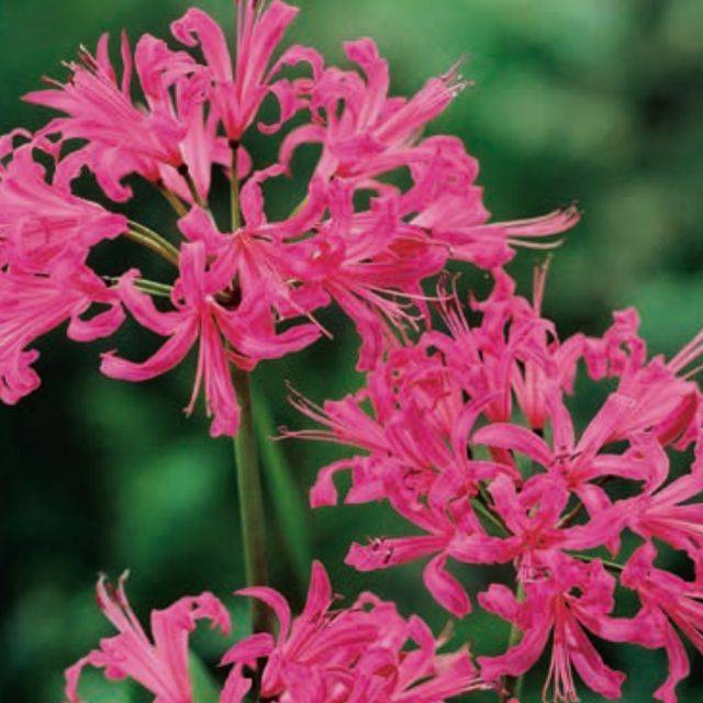 Nérine Pearls of Cherry 