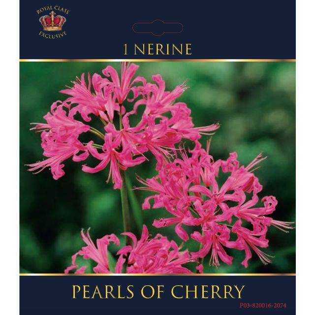 Nérine Pearls of Cherry 