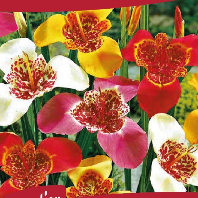 Oeil de Paon (Tigridia) en mélange