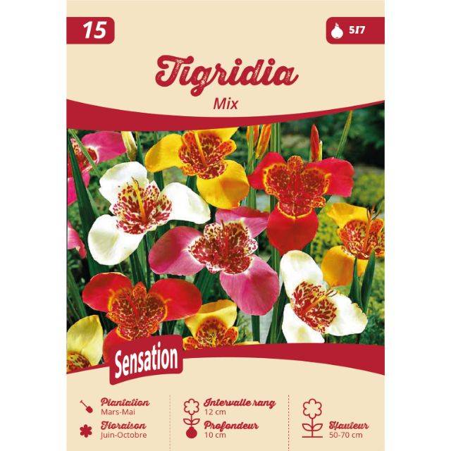 Oeil de Paon (Tigridia) en mélange