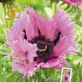 Pavot Pink Perfection