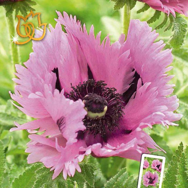 Pavot Pink Perfection