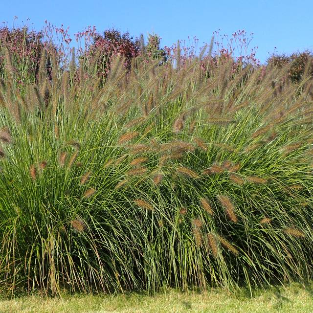 Pennisetum alopecuroides 'Hameln' (Krzysztof Ziarnek, Kenraiz / wikimedia.org)