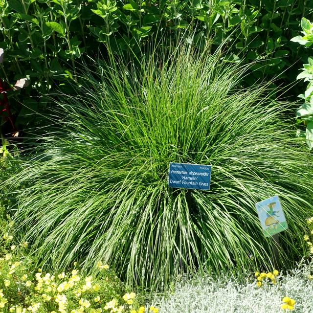 Pennisetum alopecuroides 'Hameln' (Daderot / wikimedia.org)