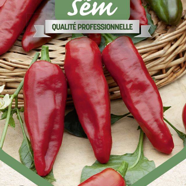 Piment type espelette Gorria