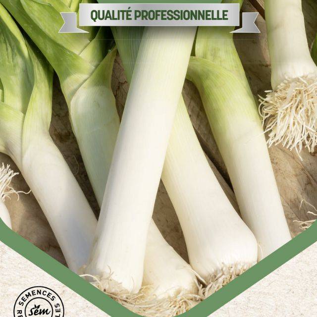 Poireau Jaune du Poitou