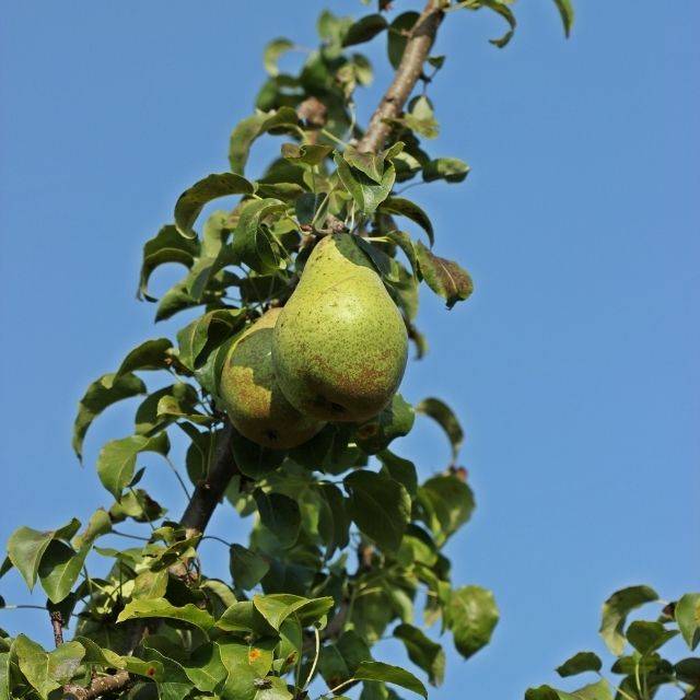 Poirier 'Comtesse de Paris' (Schmutzler-Schaub / Adobe Stock)