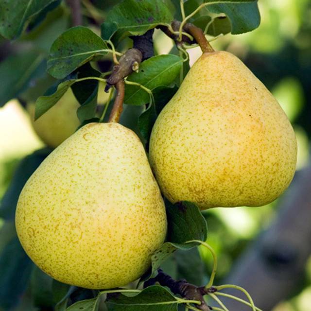 Poirier Delbardélice® (Delbard)