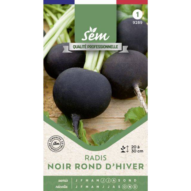 Radis noir Rond d'Hiver