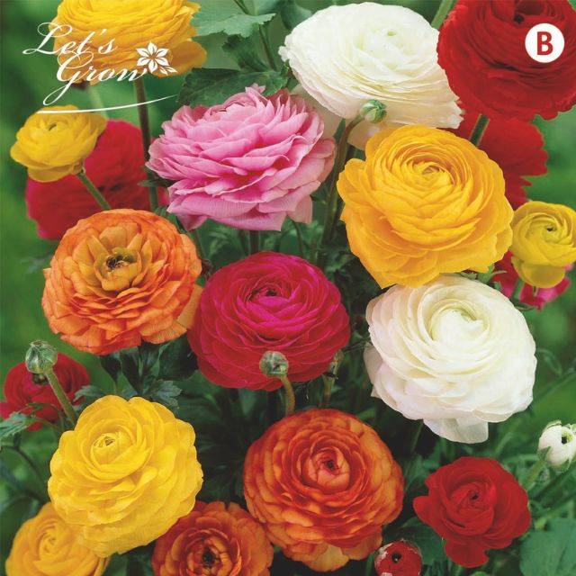 Renoncules en mélange