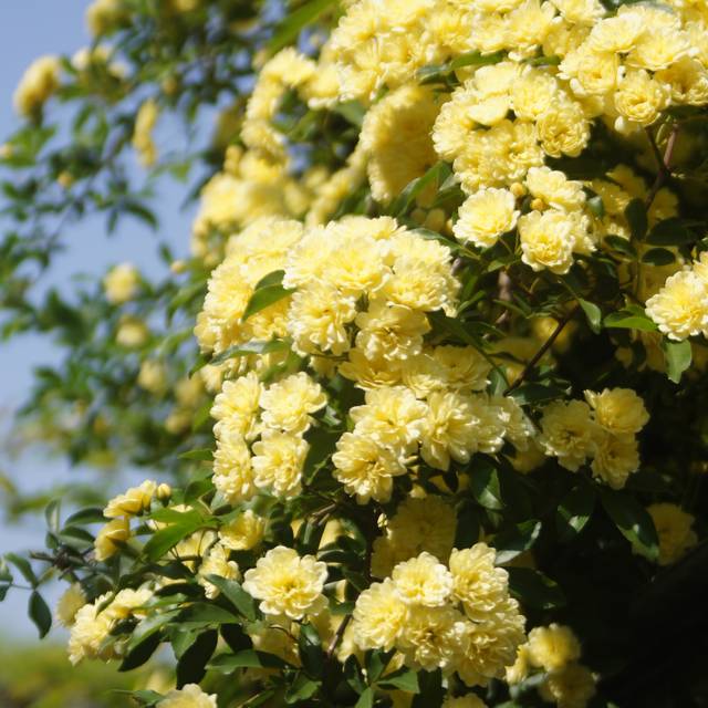 Rosier de banks à fleurs jaunes - Rosa banksiae 'Lutea' (T.Kiya / flickr.com)