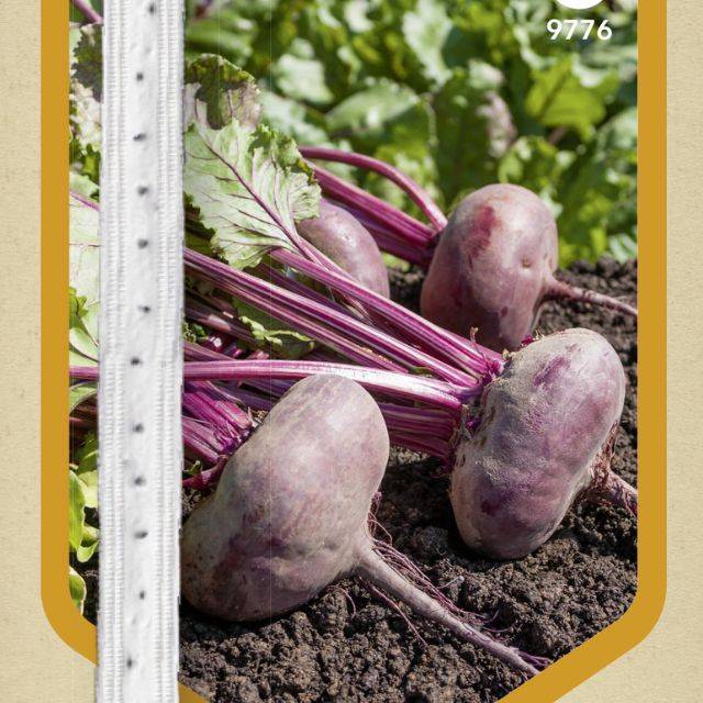 Betterave Plate d'Egypte en ruban