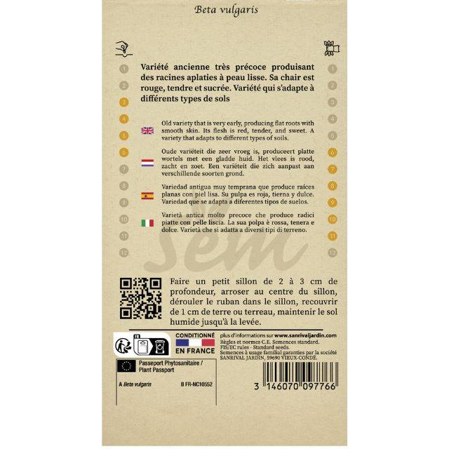 Betterave Plate d'Egypte en ruban