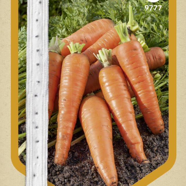 Carotte Flakkee type Colmar en ruban