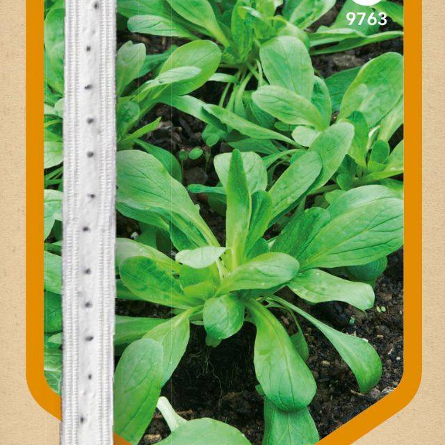 Mâche à grosses graines en ruban