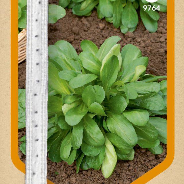 Mâche Ronde Maraîchère en ruban