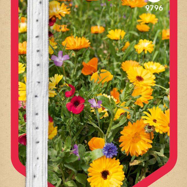 Mélange de fleurs pour massif en ruban