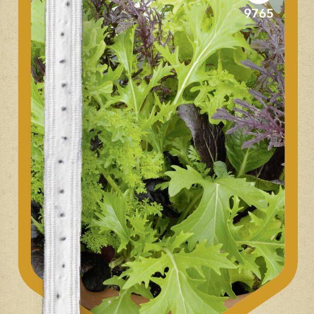 Mélange oriental de jeunes pousses en ruban