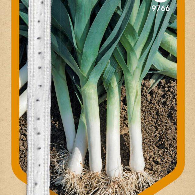 Poireau Bleu de Solaise en ruban