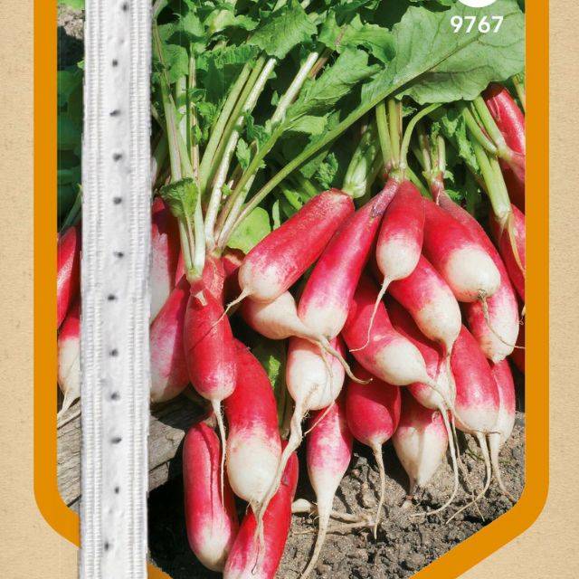 Radis de 18 jours en ruban
