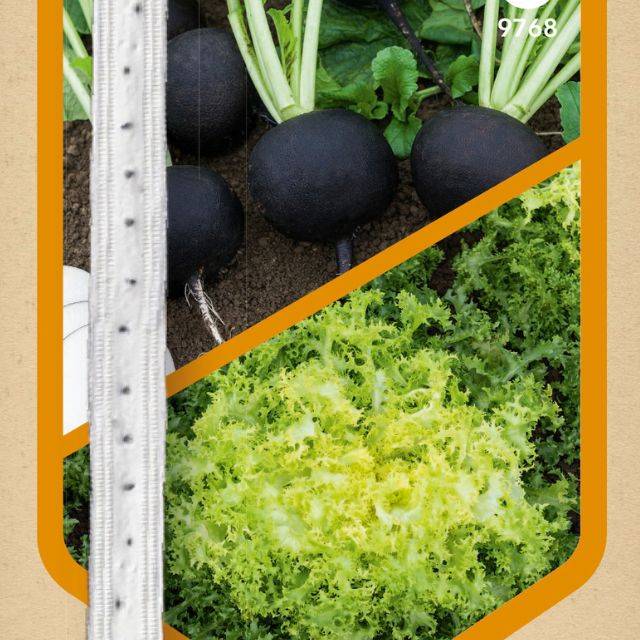 Radis noir et chicorée frisée en rubans