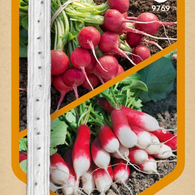 Duo de radis en rubans