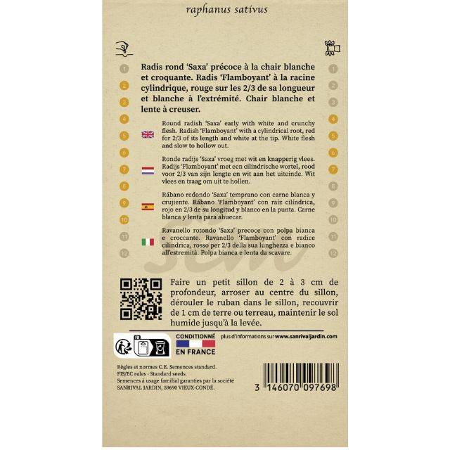 Duo de radis en rubans