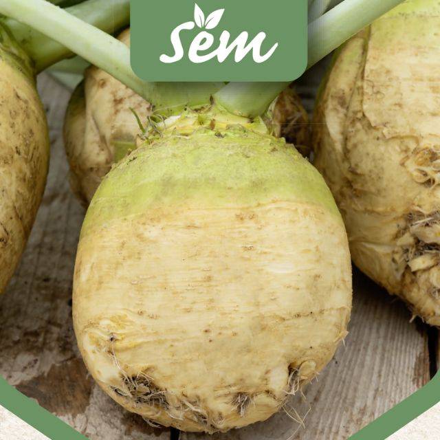Rutabaga Wilhelmsburger à collet vert