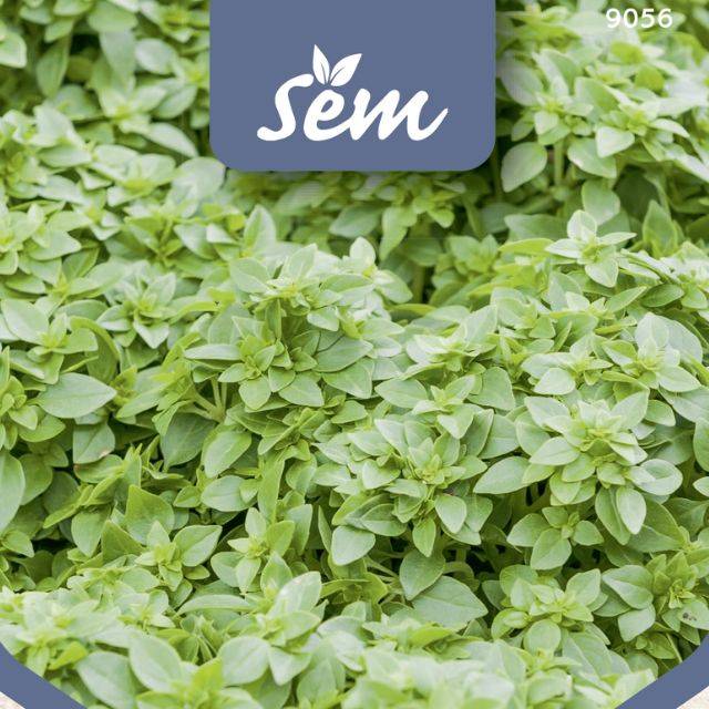 Basilic Pistou - gros plan